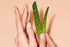 Two hands are shown holding an aloe vera plant