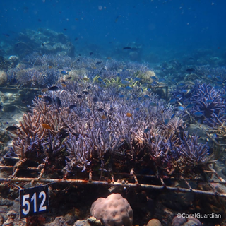 As of October 2024 from the ARTDECO Coral Reef in collaboration with CoralGuiardian