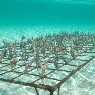 Corals directly from the reef's plants in collaboration with CoralGuiardian
